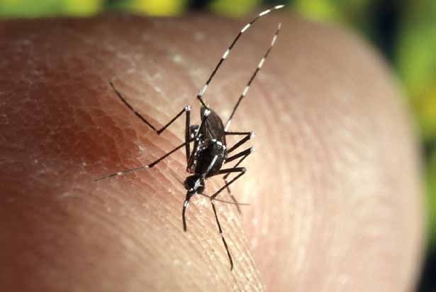 west nile